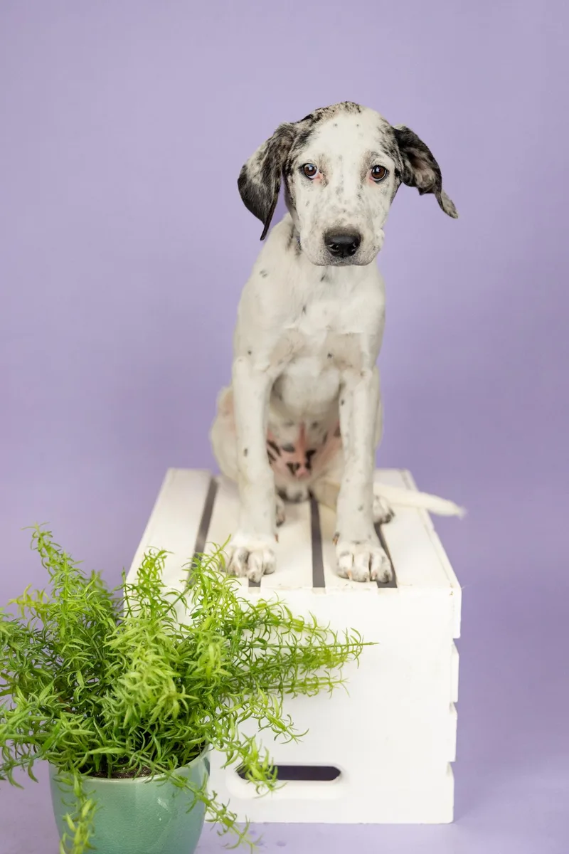 A young medium-sized male Hound dog named 395-26 for adoption in Brighton, CO