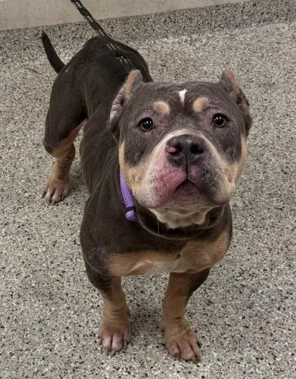 An adult large-sized female Gray / Blue / Silver Pit Bull Terrier dog named Verbena for adoption in Kansas City, MO