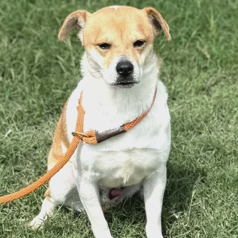 A young medium-sized male Apricot / Beige Corgi dog named Thomas for adoption in Williston, VT