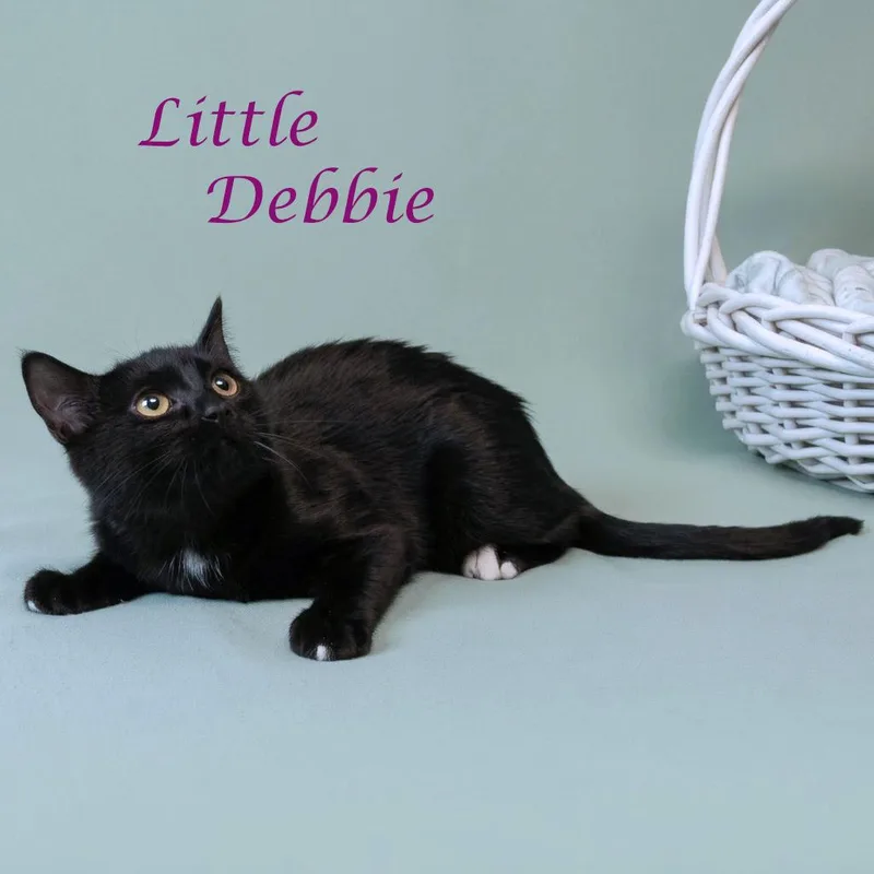 A young small-sized female Black Domestic Short Hair cat named Little Debbie C for adoption in Lebanon, TN