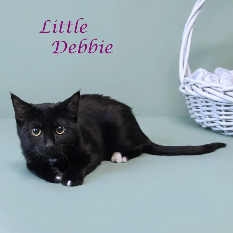 Little Debbie C thumbnail 4
