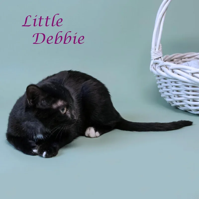 Little Debbie C thumbnail 6
