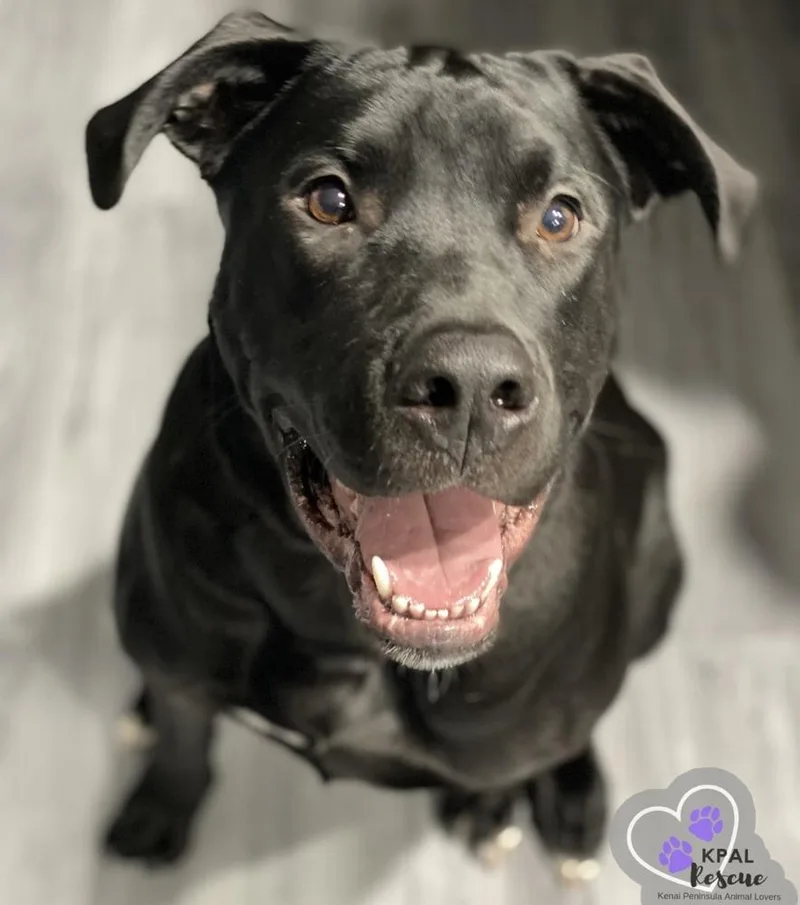 Jameson  Irish Drinks thumbnail 2