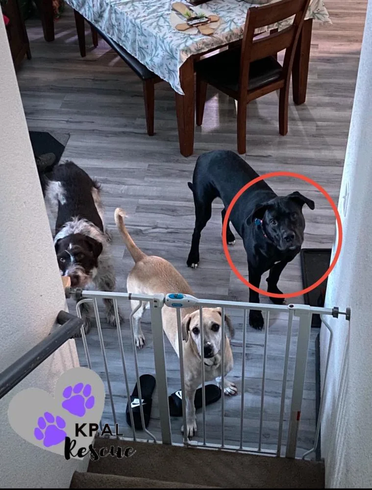 Jameson  Irish Drinks thumbnail 4