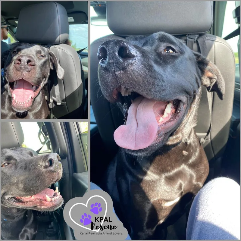 Jameson  Irish Drinks thumbnail 5