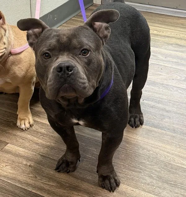 An adult medium-sized male American Bulldog dog named Menace for adoption in San Diego, CA