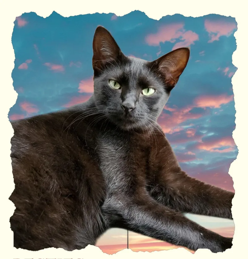 Ziggy thumbnail 3