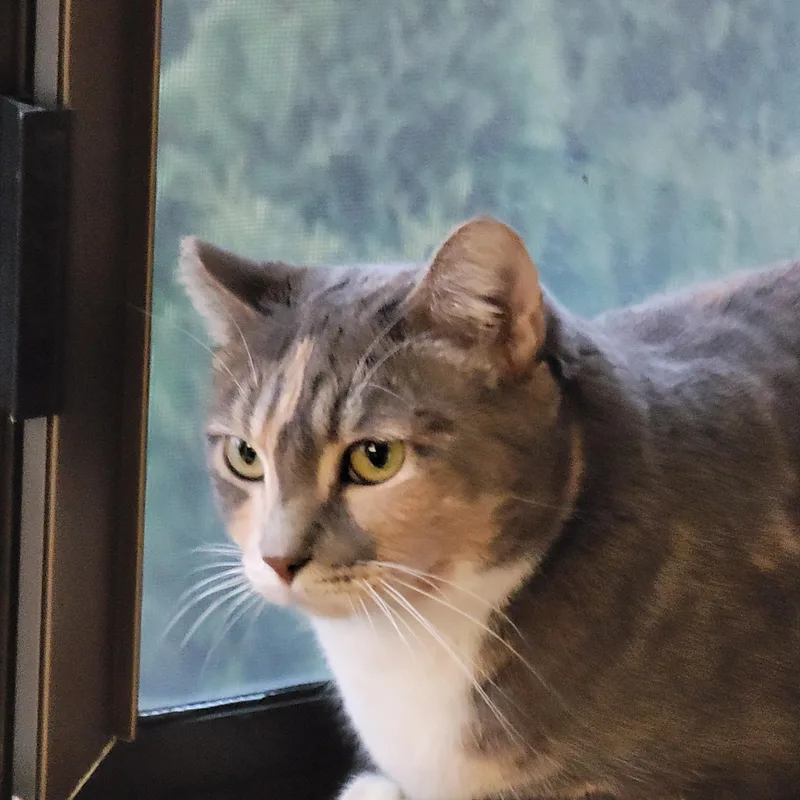 Katarina thumbnail 4