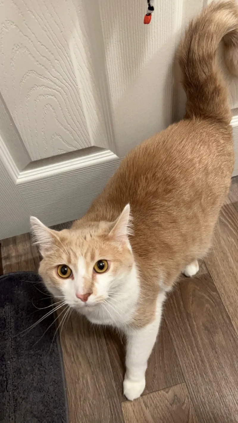 Chunky B thumbnail 2