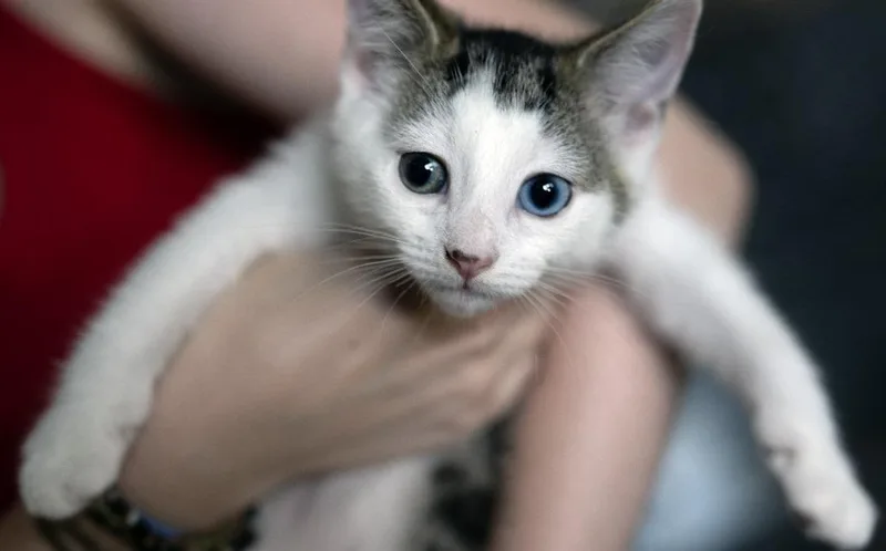 A baby medium-sized male Domestic Short Hair cat named Kevin for adoption in Pittsboro, NC