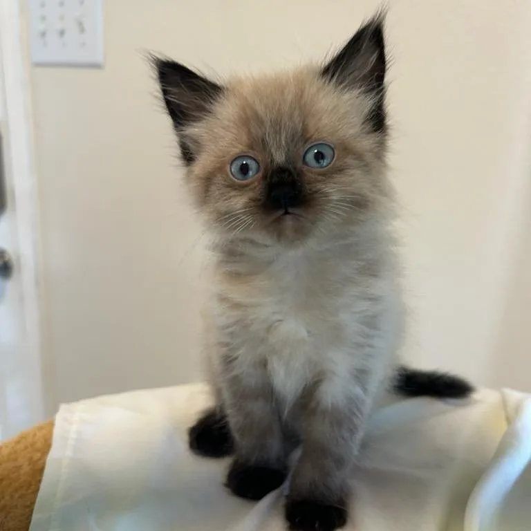 A baby small-sized female Gray / Blue / Silver Siamese cat named Azalea for adoption in Houston, TX