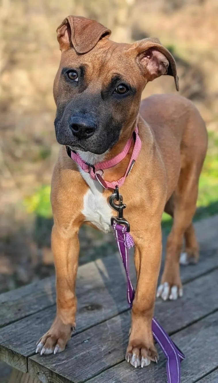 A young medium-sized female Mixed Breed dog named Josie for adoption in Breinigsville, PA