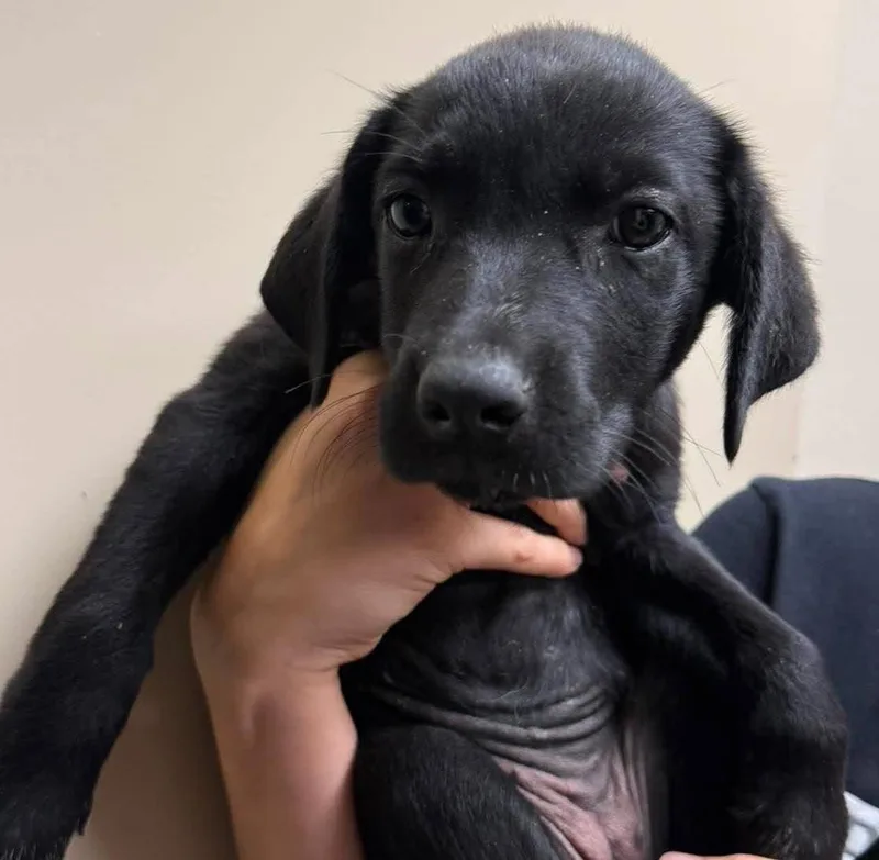 Found stray: Lily