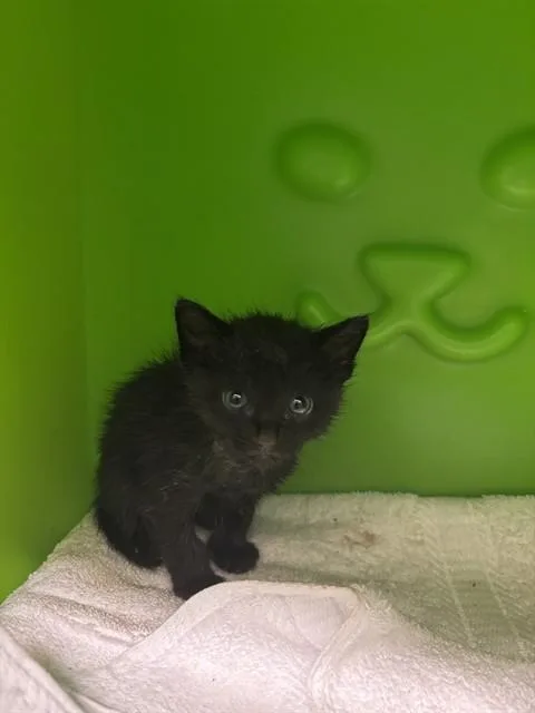 A baby small-sized male Domestic Short Hair cat named Binx for adoption in Conroe, TX