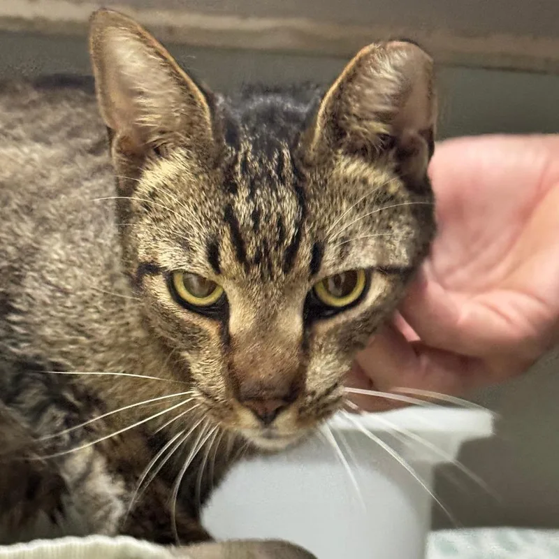 Big Ivan thumbnail 3