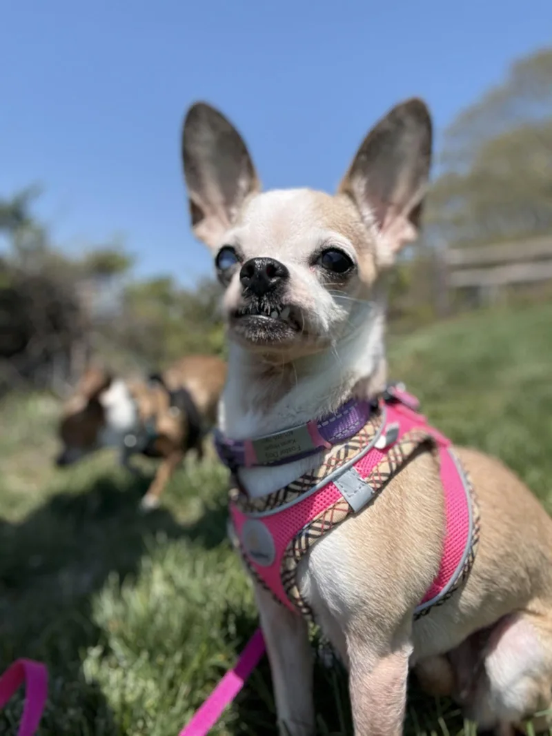An adult small-sized female Chihuahua dog named Bella Bee for adoption in Saunderstown, RI