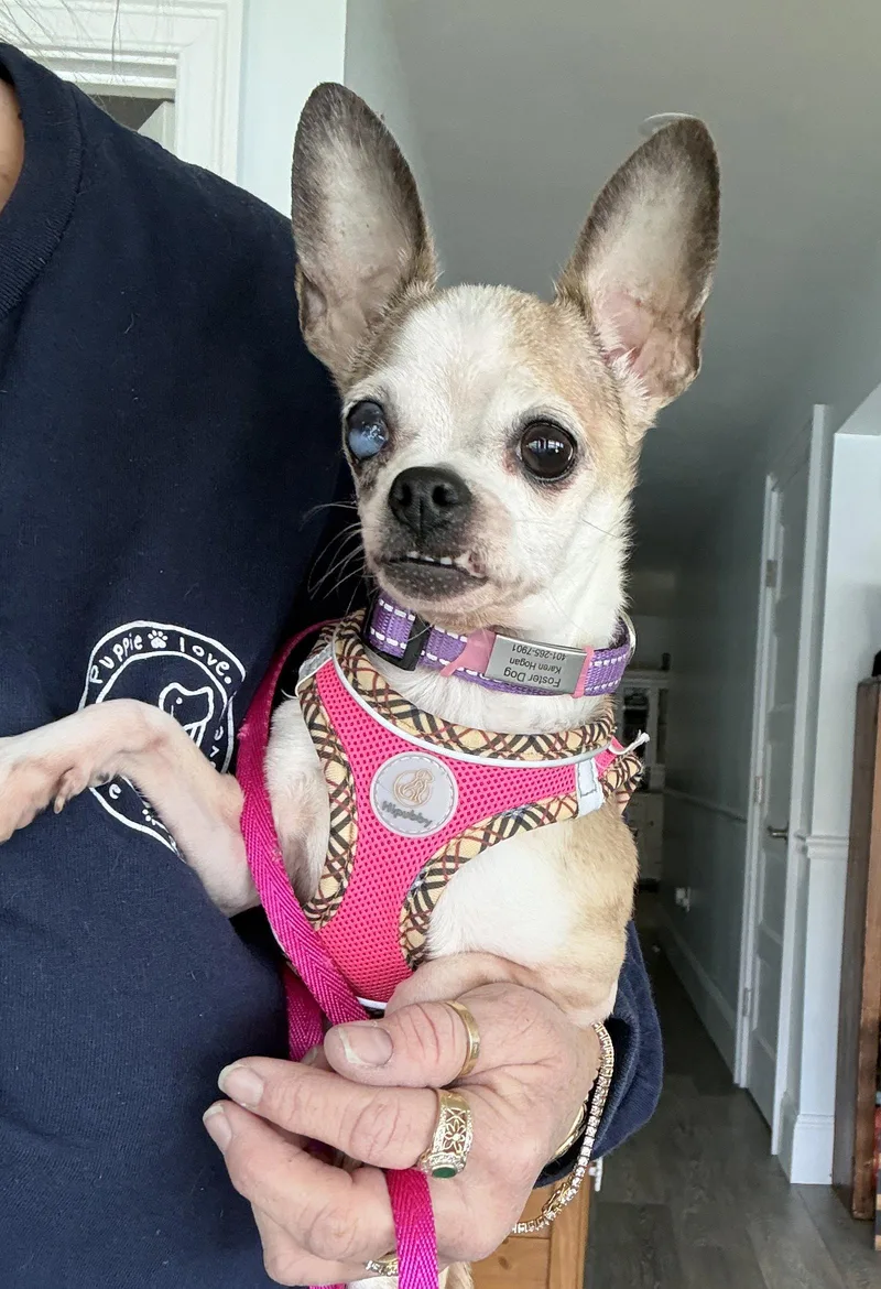 Bella Bee thumbnail 2