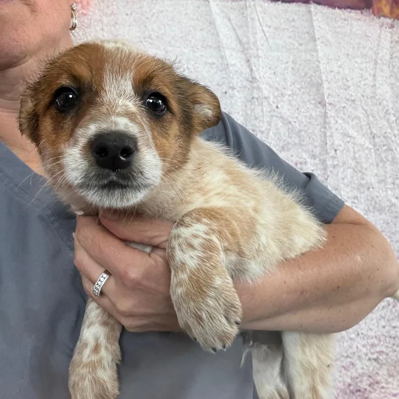 A baby medium-sized male White / Cream Australian Cattle Dog / Blue Heeler dog named Ryka for adoption in Normal, IL