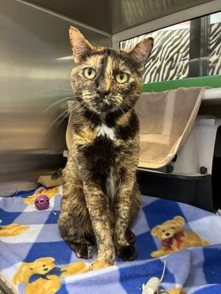 An adult large-sized female Black Domestic Short Hair cat named Cindy Lou Who for adoption in Kansas City, MO