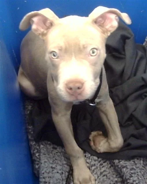 A baby large-sized female Mixed Breed dog named Ramona for adoption in Dallas, TX