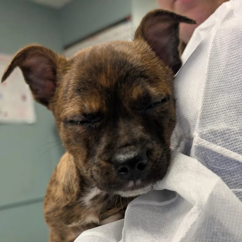 A baby small-sized female Brown / Chocolate Terrier dog named Sour Kangaroo for adoption in Greenville, SC