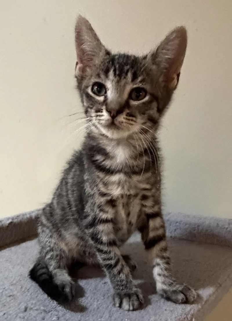 A baby medium-sized female Tabby (Tiger Striped) Domestic Short Hair cat named Pippy for adoption in East Hanover, NJ