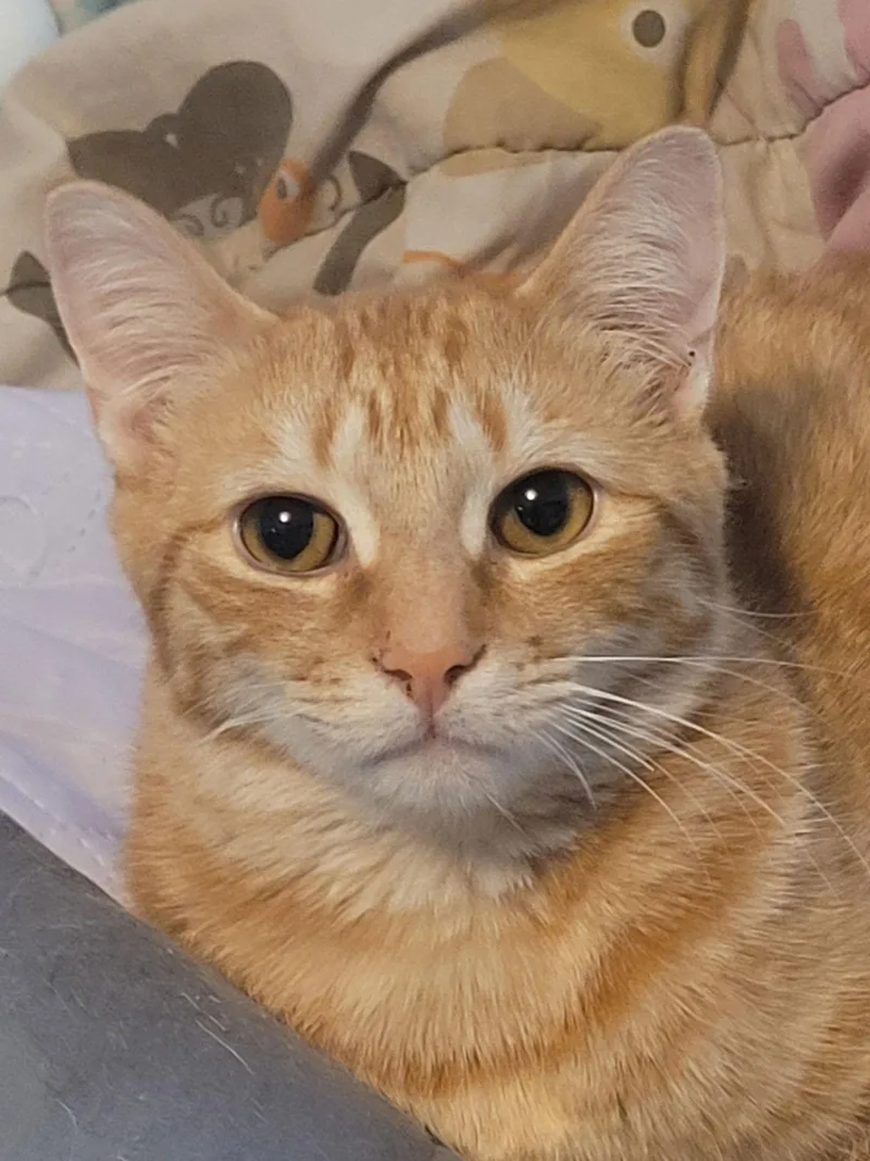 C Litter Steve The thumbnail 2