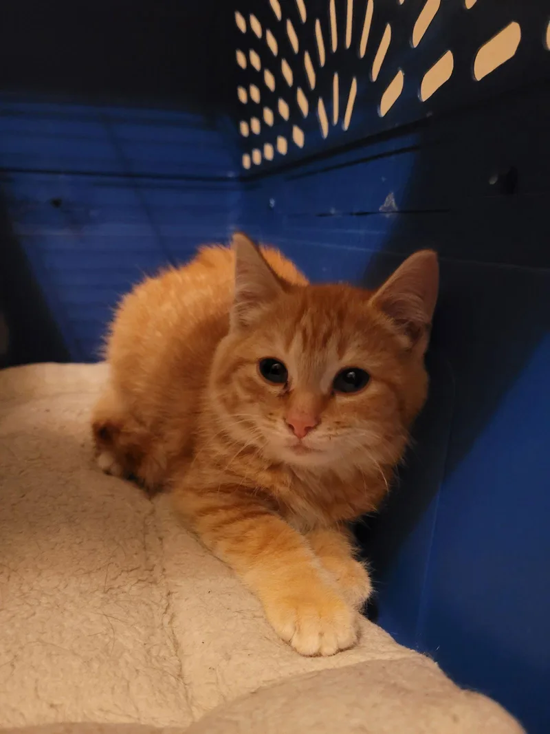 C Litter Steve The thumbnail 3