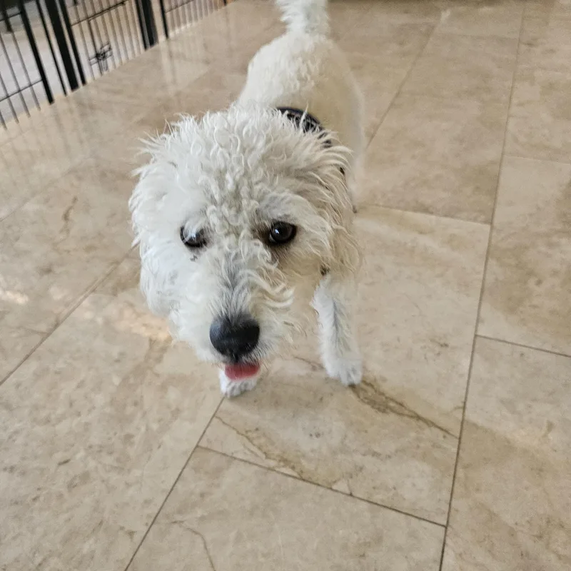 A young small-sized male White / Cream Maltipoo dog named Snowball for adoption in La Mesa, CA