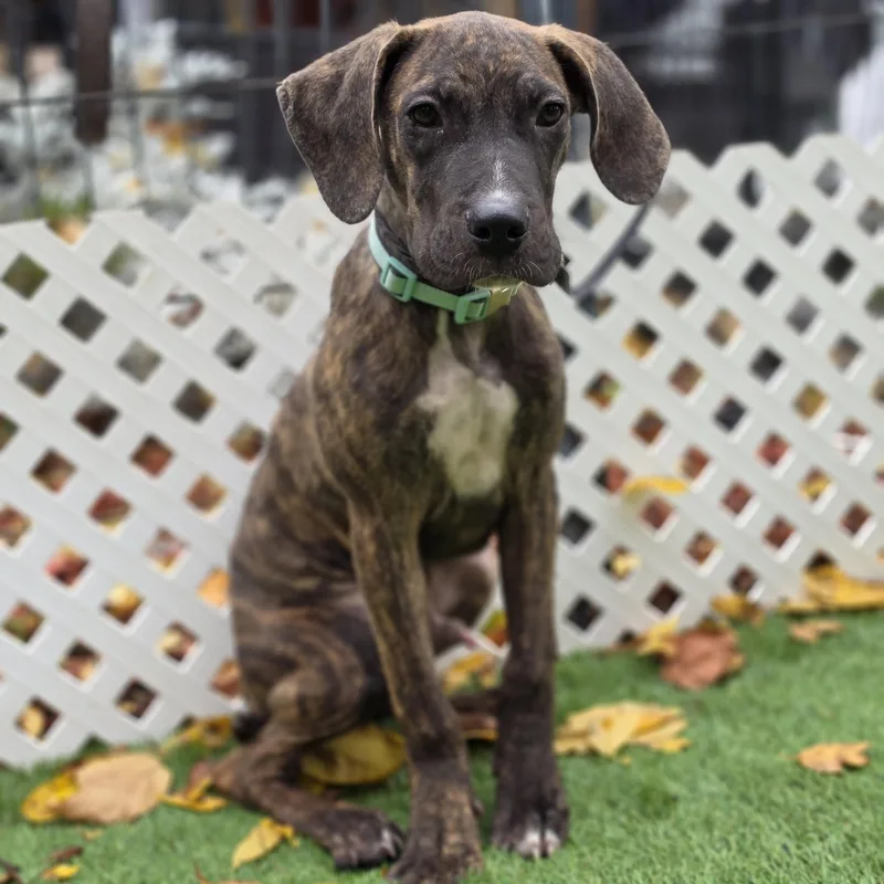 A baby large-sized male Brindle Cane Corso dog named Dipper for adoption in Blairstown, NJ