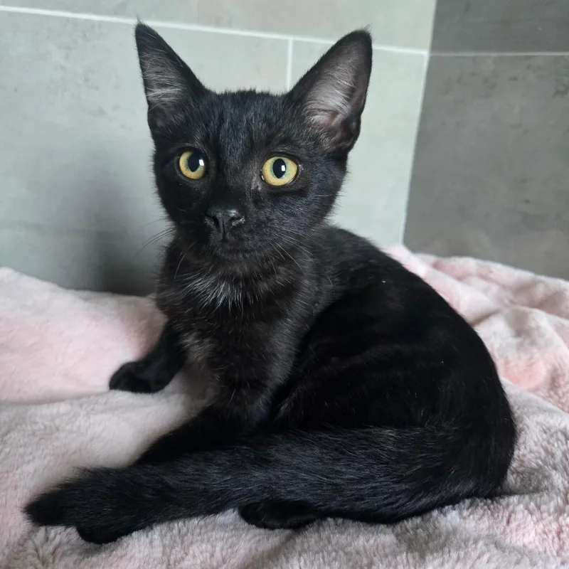 Minion