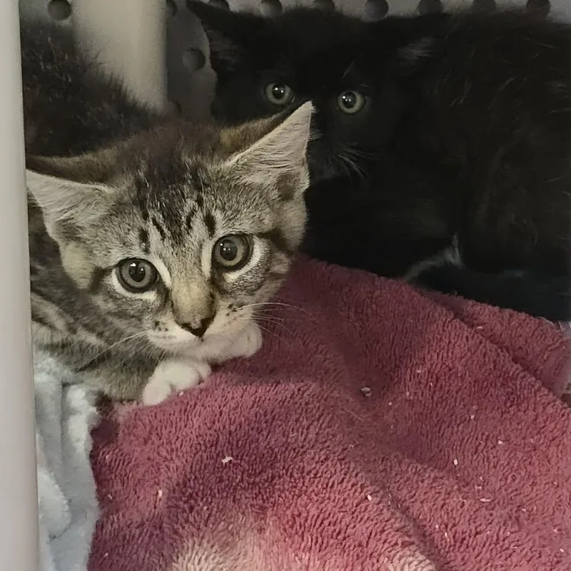 A baby medium-sized female Tabby (Brown / Chocolate) Domestic Short Hair cat named Frida for adoption in Orange, VA