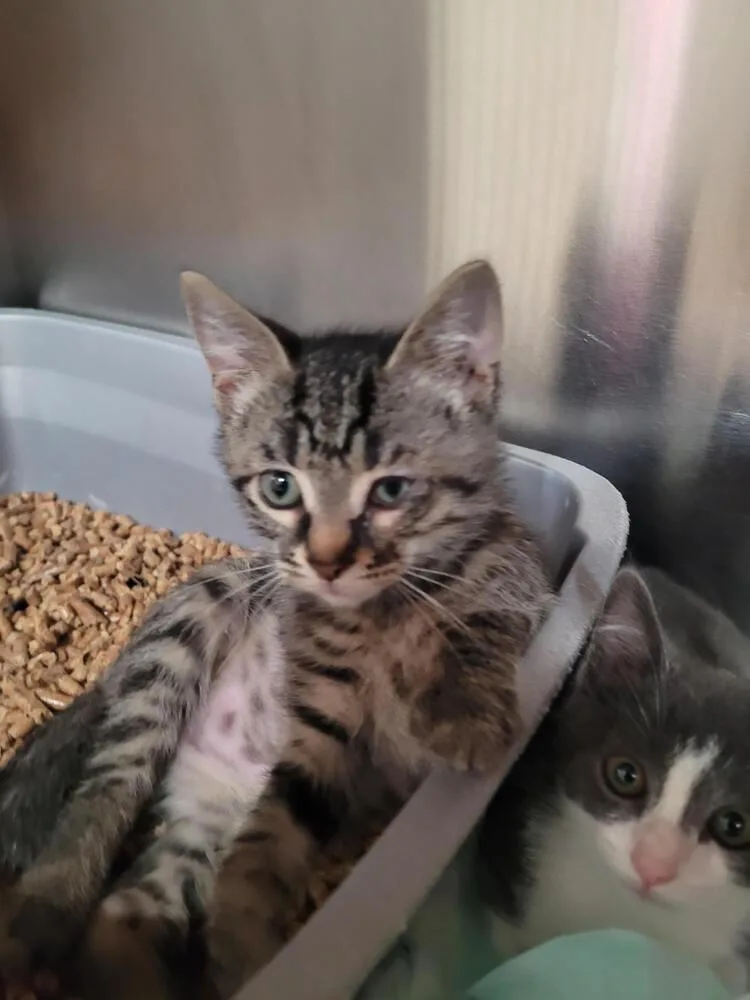 A baby small-sized male Tabby (Brown / Chocolate) Domestic Short Hair cat named Aang for adoption in Linton, IN