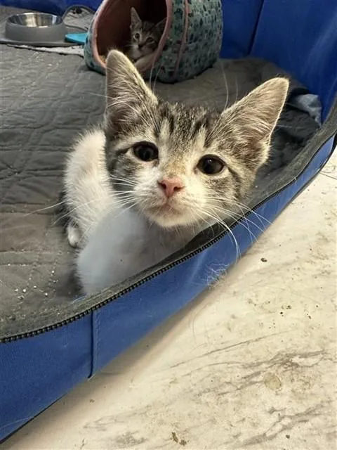 A baby small-sized female Domestic Short Hair cat named Tabatha for adoption in Statesville, NC