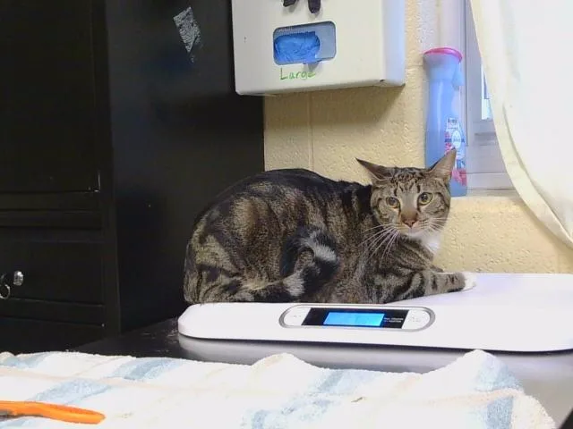 A young medium-sized female Domestic Short Hair cat named Daisy for adoption in Cookeville, TN