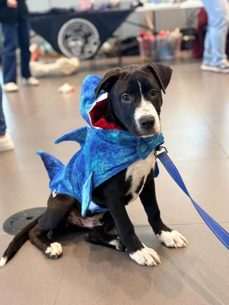 A baby large-sized male Tricolor (Brown, Black, & White) Mixed Breed dog named Jack for adoption in Alden, NY
