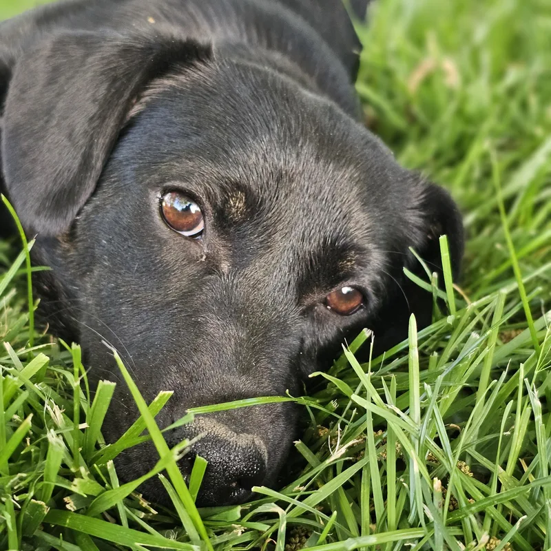 Daisy thumbnail 3