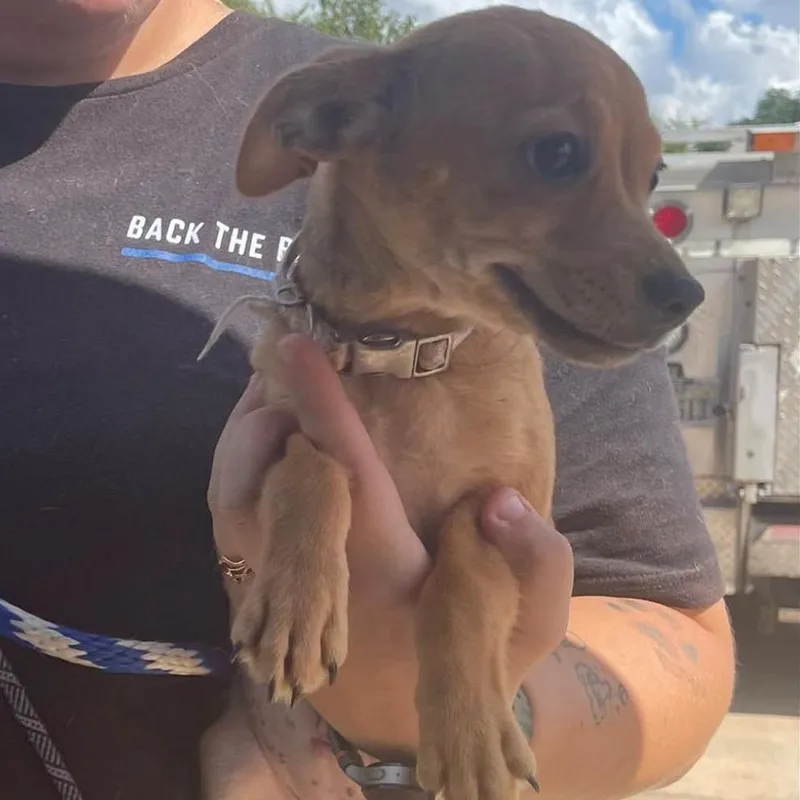 A baby small-sized female Chihuahua dog named Rosa for adoption in Dickinson, TX