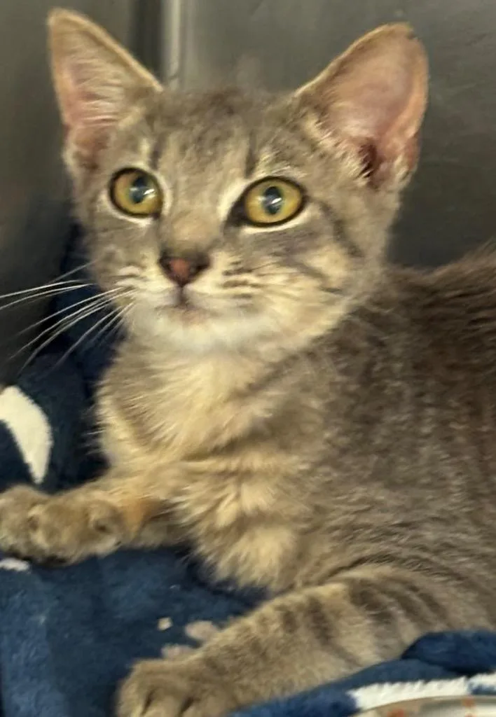 A baby small-sized male Domestic Short Hair cat named Daffy for adoption in Elizabethton, TN