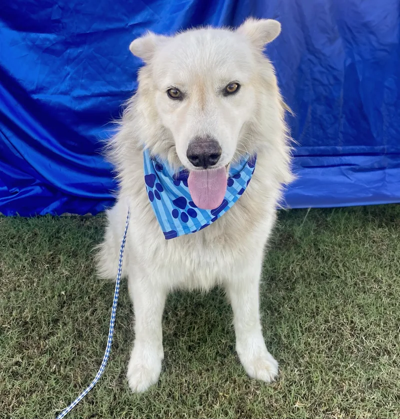 An adult medium-sized male Husky dog named Apollo for adoption in Rowland Heights, CA