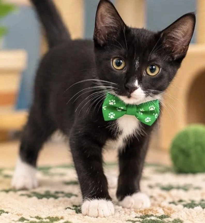 A young medium-sized male Black & White / Tuxedo Domestic Short Hair cat named Spooky for adoption in Margate, FL