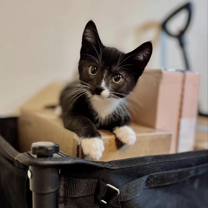 A baby small-sized male Black Domestic Short Hair cat named Louis for adoption in Los Angeles, CA