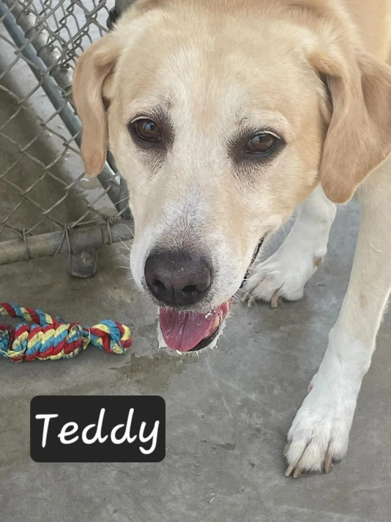 Teddy thumbnail 3