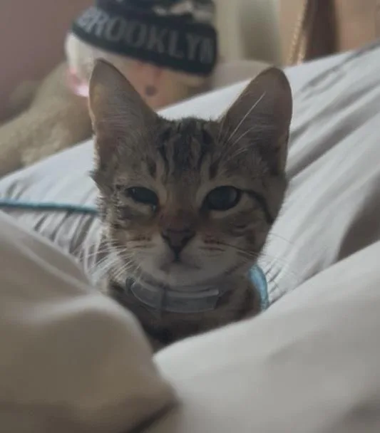 A baby small-sized male Gray / Blue / Silver Domestic Short Hair cat named Jiggle for adoption in Henrico, VA