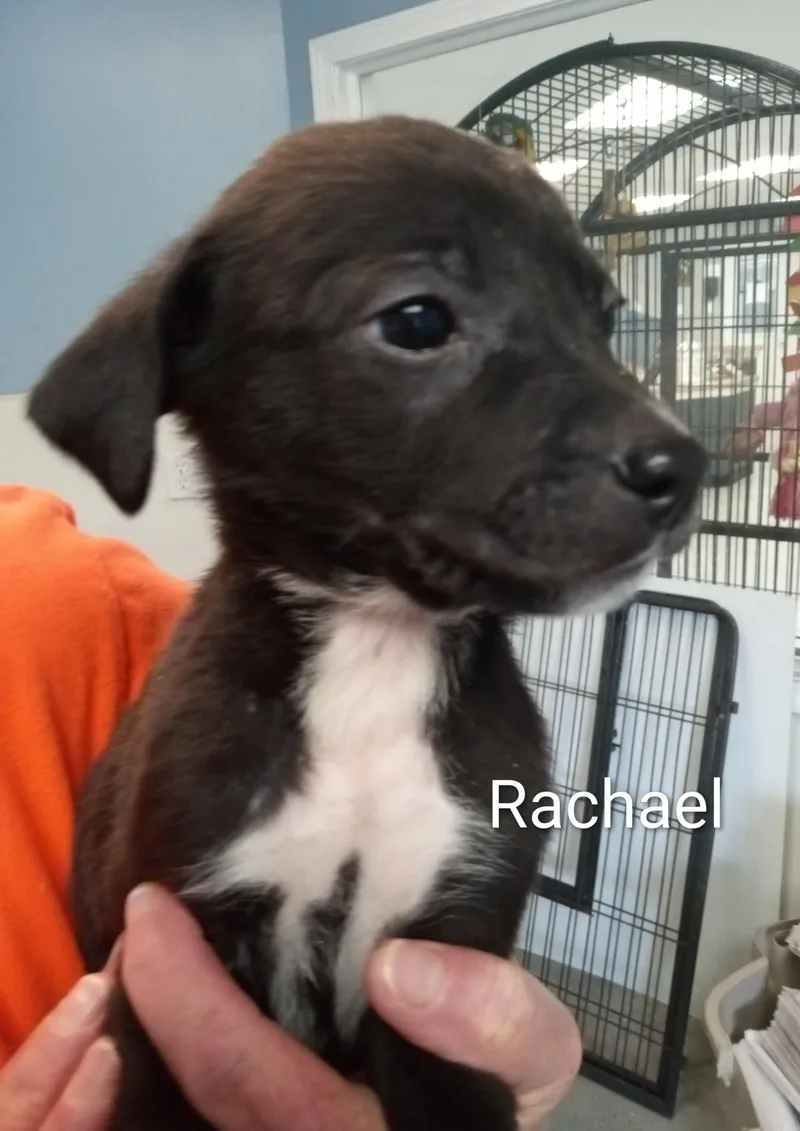 Rachael