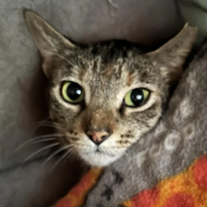 Confetti thumbnail 2