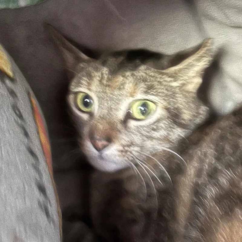 Confetti thumbnail 3