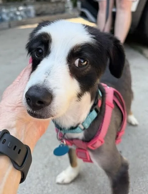 A young small-sized male Tricolor (Brown, Black, & White) Australian Shepherd dog named Garrett for adoption in Washington, DC