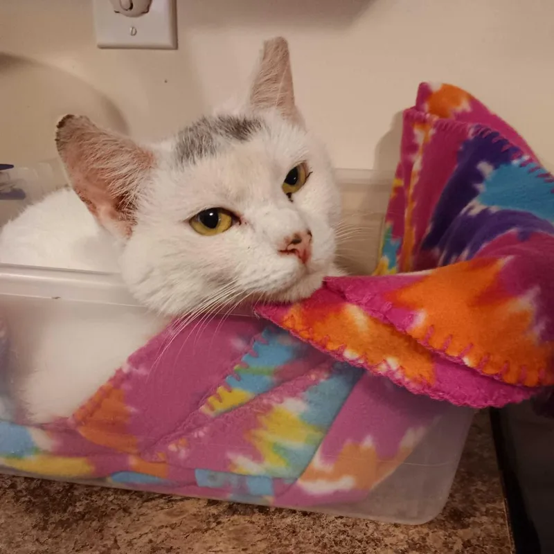 Snow White thumbnail 2