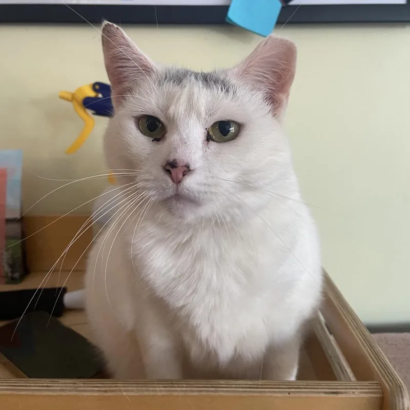 Snow White thumbnail 3